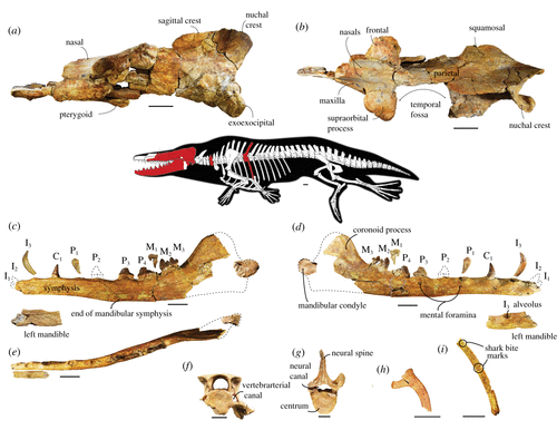 Photographs of bones surround diagram which their positions in as most as
most of the skull and lower jaw two short segments of the backbone, and a
rib