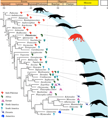 The creature is shown a third of the way down an evolutionary
sequence starting with pakicetus ambulocetus (which looks vaguely like a dog)
and ends with modern
whales